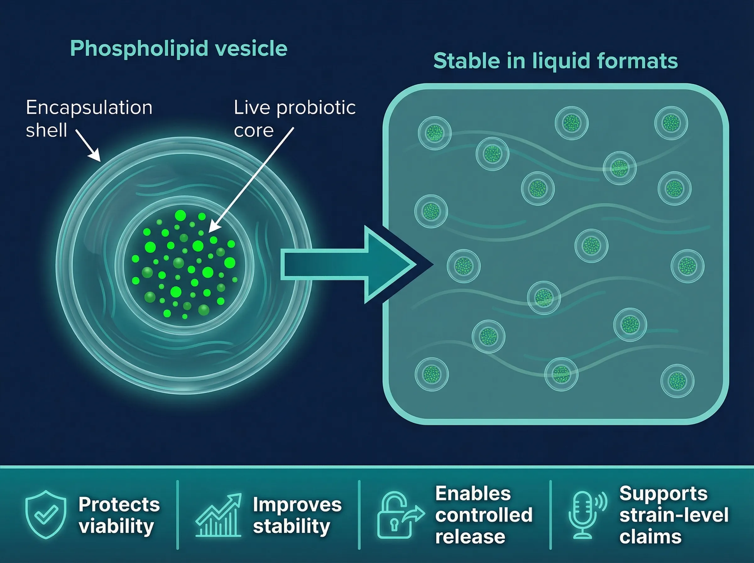 Cross-section visualization of phospholipid bilayer vesicle encapsulation mechanism